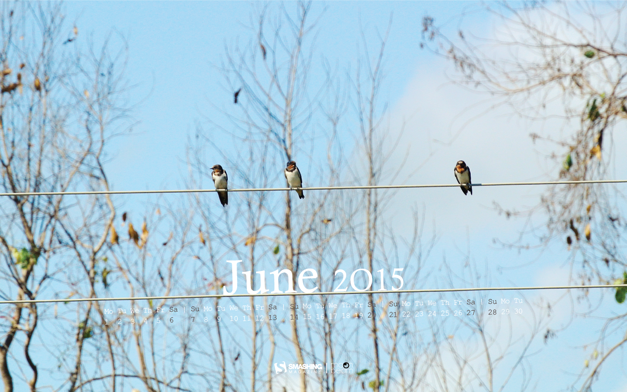 Småfåglar som sitter på en telefonledning