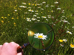 magnifying-glass-479742_1280